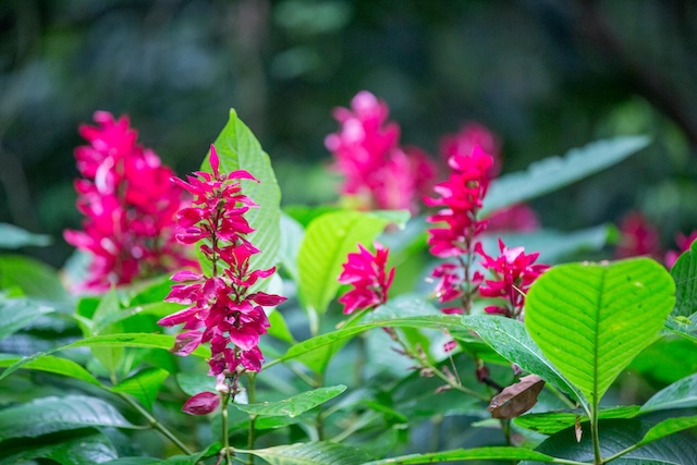 Costa Rica Flowers